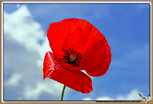 Coquelicot